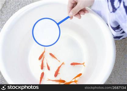 Goldfish scooping