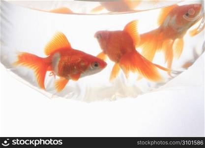 Goldfish scooping