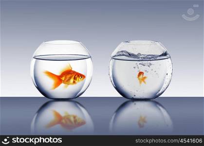 Goldfish swim in an aquarium with water.