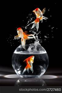 goldfishs jumps upwards from an aquarium on a dark background