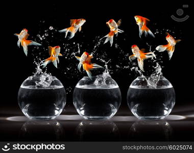 Goldfishs jumps upwards from an aquarium on a dark background