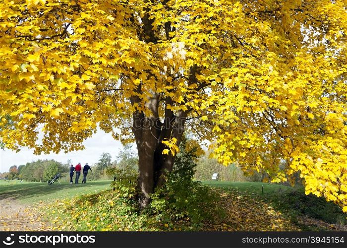 golfers on golf course in autumn under beautiful yellow maple tree on sunny fall morning