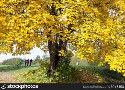 golfers on golf course in autumn under beautiful yellow maple tree on sunny fall morning
