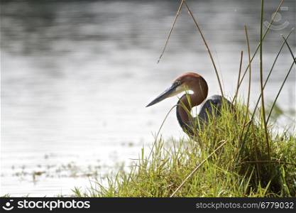 Goliath Heron at Lake Panic in the Kruger National Park, South Africa