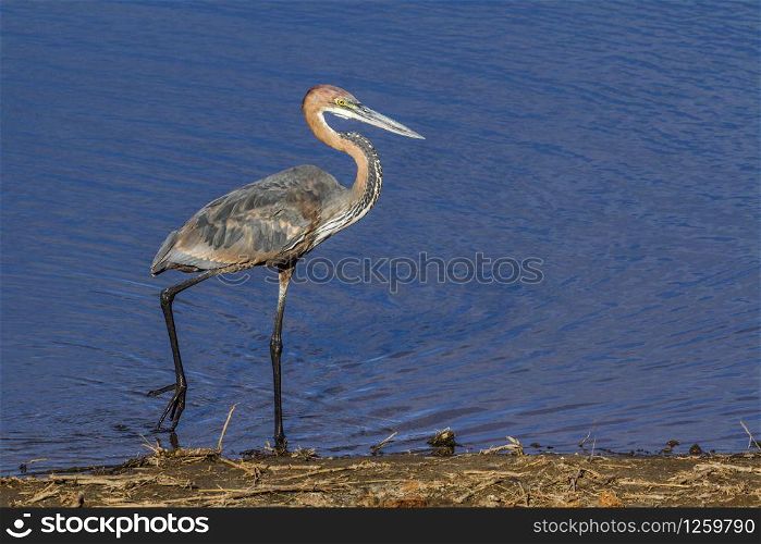 Goliath heron in Kruger National park, South Africa ; Specie Ardea goliath family of Ardeidae. Goliath heron in Kruger National park, South Africa