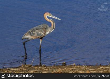 Goliath heron in Kruger National park, South Africa ; Specie Ardea goliath family of Ardeidae. Goliath heron in Kruger National park, South Africa
