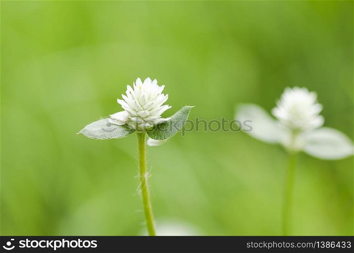 Gomphrena celosioides in nature have beautiful white flowers.