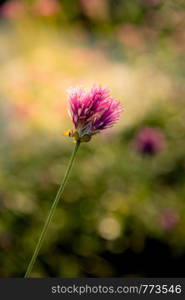 Gomphrena globosa or Fireworks flower. Violet flower in the hard sunlight.