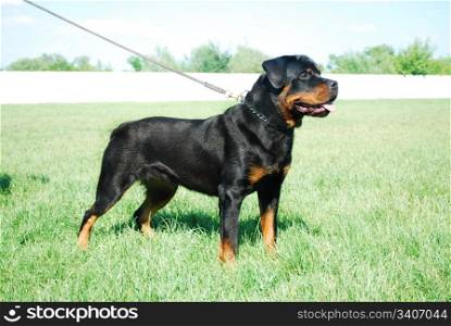 Good looking rottweiler standing in a grassy field