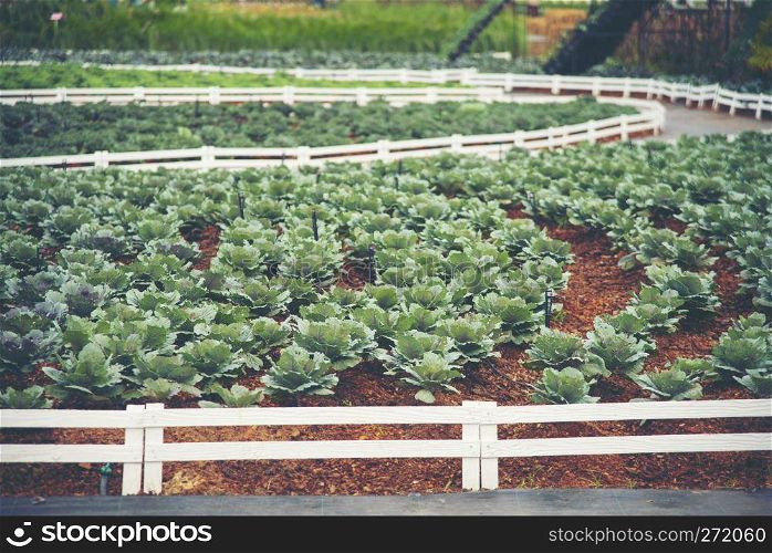 Good quality vegetables from modern farm cultivation
