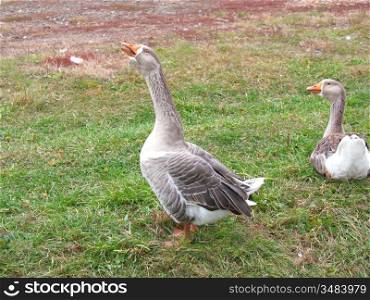 Goose and duckling walk along the shore of the pond