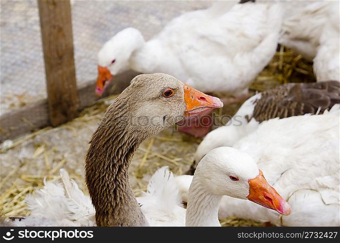 goose bird white and brown in farmyard head neck closeup