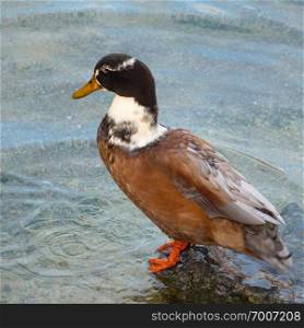 goose duck in the water                               