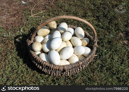 goose eggs in the basket on the grass. white goose eggs in the basket on the grass