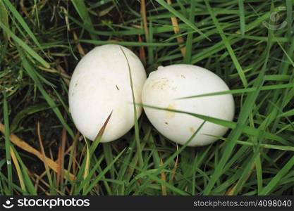 goose eggs in the grass of a gooses nest
