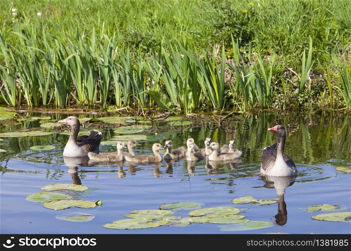 goose family in water of canal near meadow on spring day