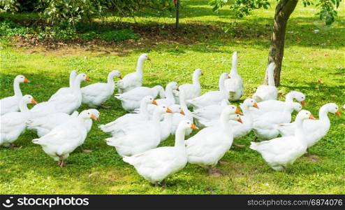 goose farm. white geese. white domestic geese grazing in the meadow. Home goose