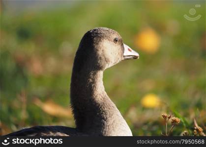 Goose on grass