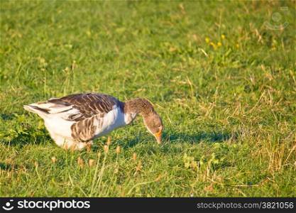 Goose on green farm meadow view