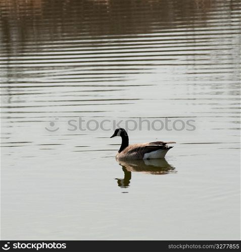 Goose on the lake at Winnipeg Beach, Manitoba Canada