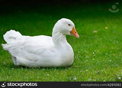 Goose resting on green grass.