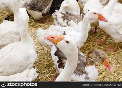 goose white bird in farmyard head neck closeup