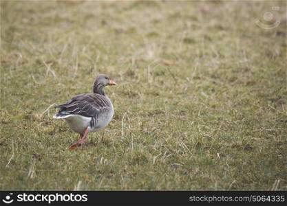 Goose with grey feathers looking for food on a rural field in the fall