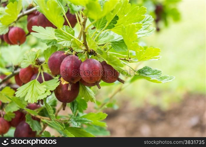 Gooseberries in the garden