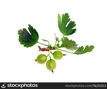 Gooseberries on a branch isolated