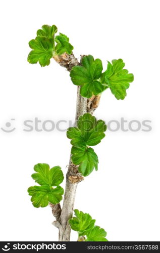 Gooseberry branch isolated on white background