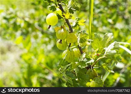 Gooseberry branch with berries. Ripe berries ripe gooseberry among the leaves so green.