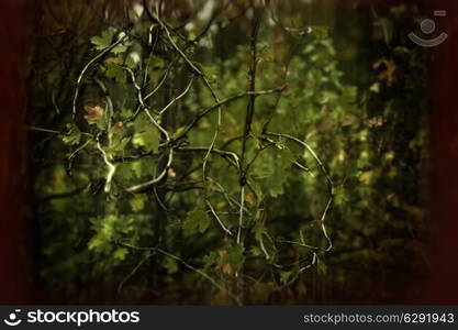 gooseberry branches with foliage macro