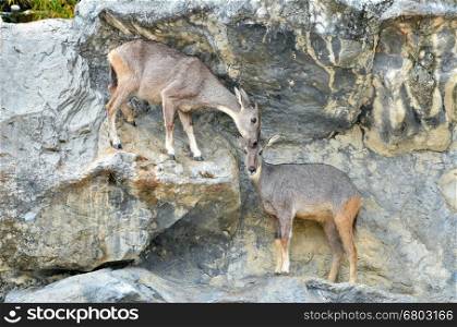 goral (Naemorhaedus griseus) standing on the rock