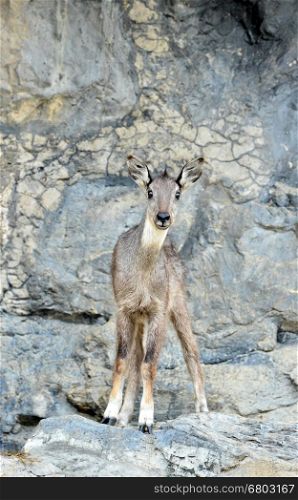 goral (Naemorhaedus griseus) standing on the rock