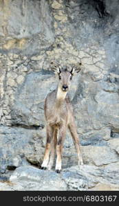 goral (Naemorhaedus griseus) standing on the rock