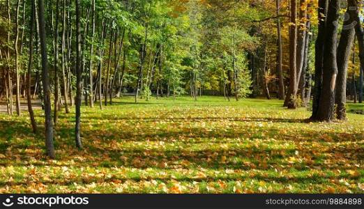 Gorgeous autumn landscape of a scenic forest with lots of warm sunshine