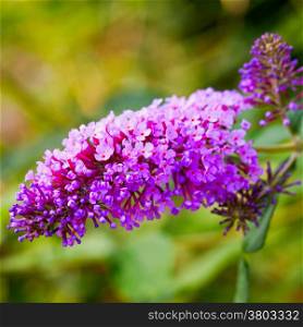 Gorgeous butterfly bush over a green background