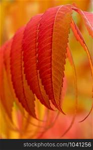 gorgeous color game Staghorn sumac in autumn