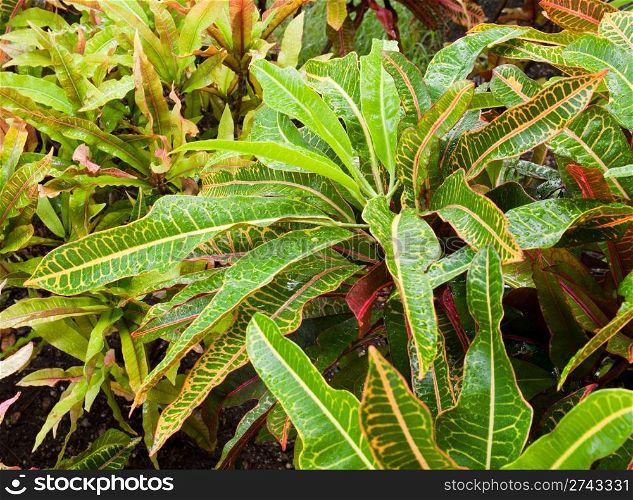 gorgeous Croton (Codiaeum variegatum) plant with water drops after tropical storm in Antigua