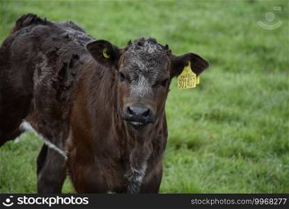 Gorgeous dark brown calf standing in a grass pasture.