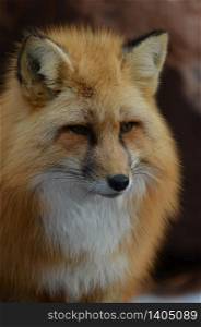 Gorgeous fluffy red fox in the wild.
