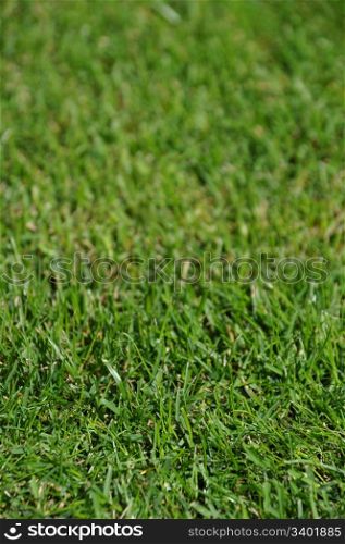 gorgeous green grass background with shallow depth of field