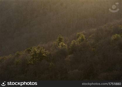 Gorgeous morning light glowing off of the pines in Shenandoah National Park during the Winter at sunrise.