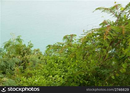 gorgeous nature flora, evergreen shrub Acacia Dealbata (Mimosa) at a lagoon (Antigua, Caribbean)