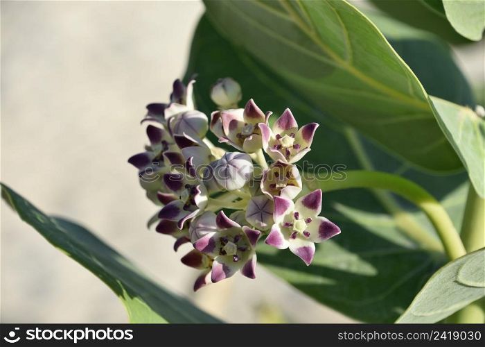 Gorgeous pastel budding and flowering white and purple giant milkweed blossoms.
