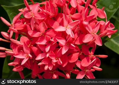 gorgeous pink ixora flower (Rubiaceae family) in Antigua