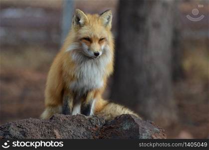 Gorgeous red fox sitting on top of a red rock.