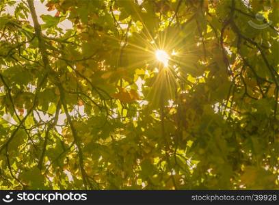 Gorgeous, shining sun getting its rays through fall colored leaves. Perfect image as a background for an autumn concept.