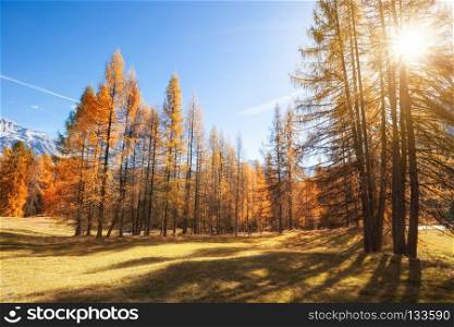 Gorgeous sunny view of Dolomite Alps with yellow larch trees. Colorful autumn panoramic view mountain landscape. Italy. Gorgeous sunny view of Dolomite Alps with yellow larch trees. Colorful autumn panorama view landscape. Italy