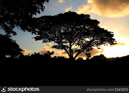 Gorgeous sunrise skies with the silhouette of trees